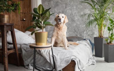 Top Cleaning Tips for Pet Owners: Creating a Pet-Friendly Home